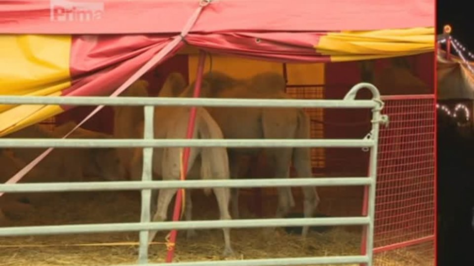 25. 10. 2018 VELKÉ ZPRÁVY: CIRKUSÁKŮM VADÍ ZÁKAZ DREZURY ZVÍŘAT